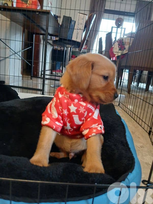 2.5 months old puppy golden retriever 1