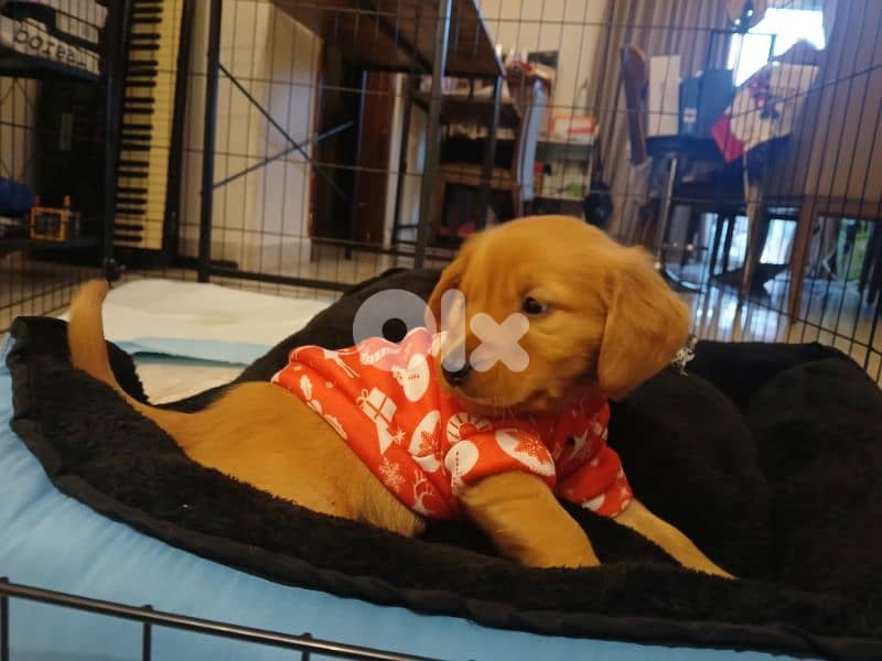 2.5 months old puppy golden retriever 2