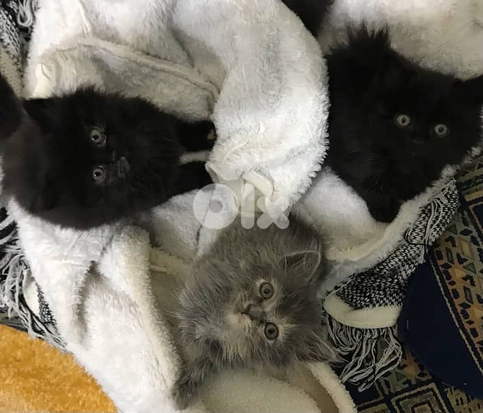 Persian kittens 1