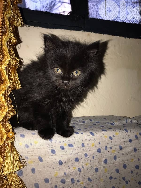 Persian kittens 2