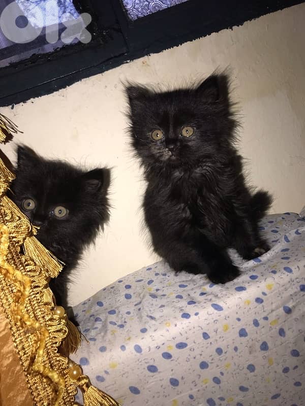 Persian kittens 4