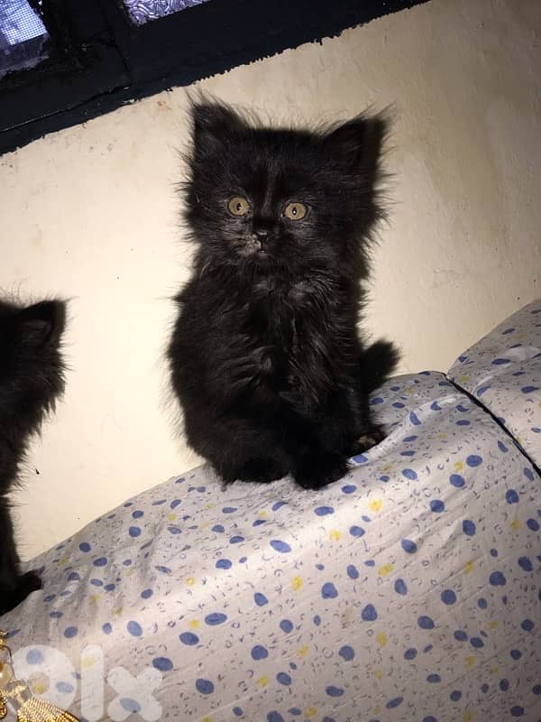 Persian kittens 5