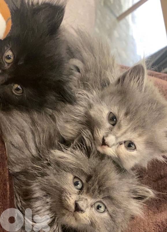 Persian kittens 3