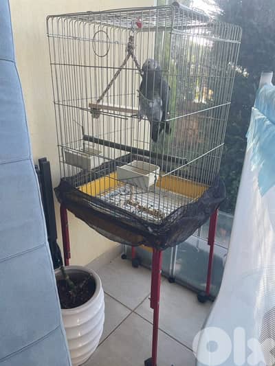Ugi smart parrot for sale