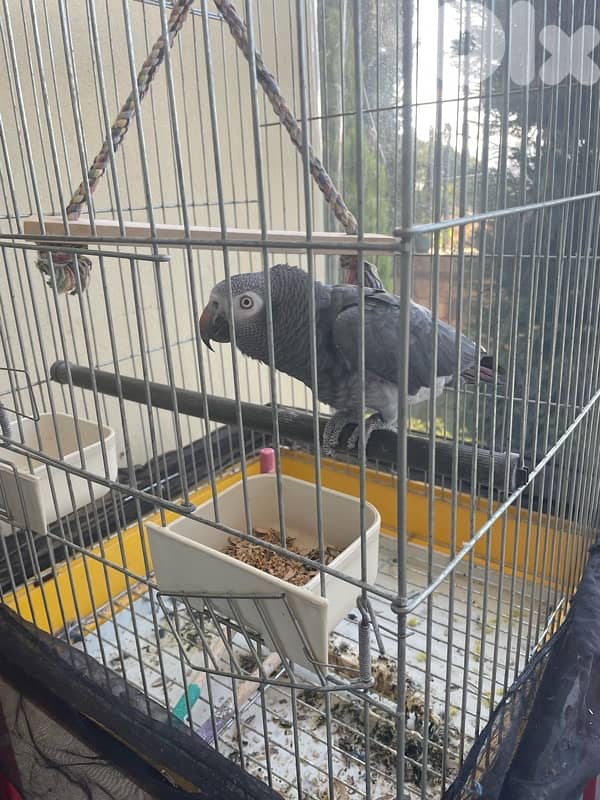 Ugi smart parrot for sale 1