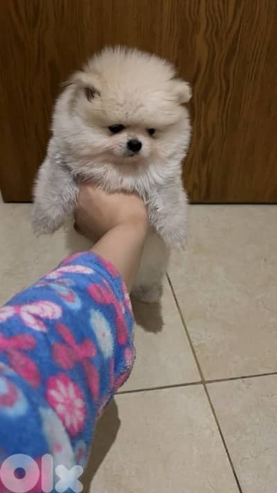 pomeranian boo face teacup