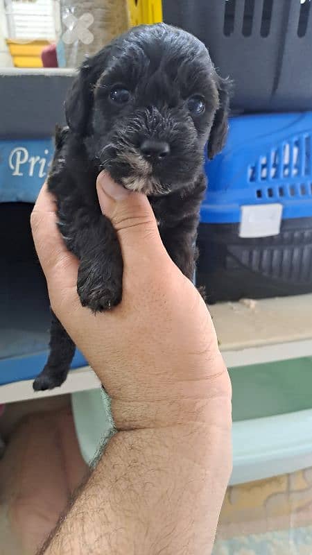 Maltipoo for sale 1