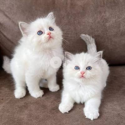 persian himalayan kitten full white