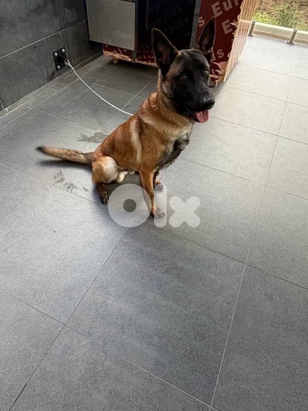 belgian malinois 1