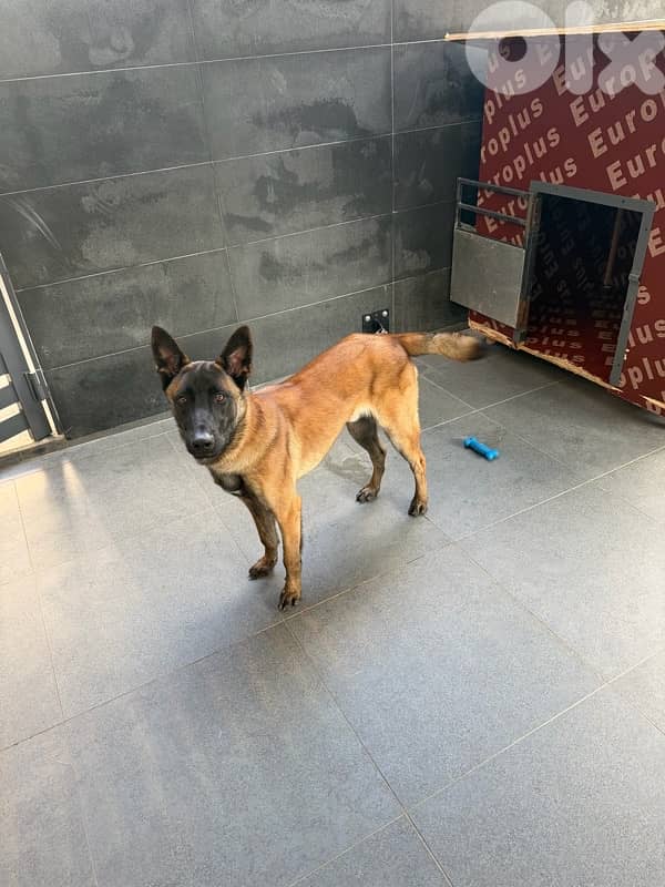 belgian malinois 2