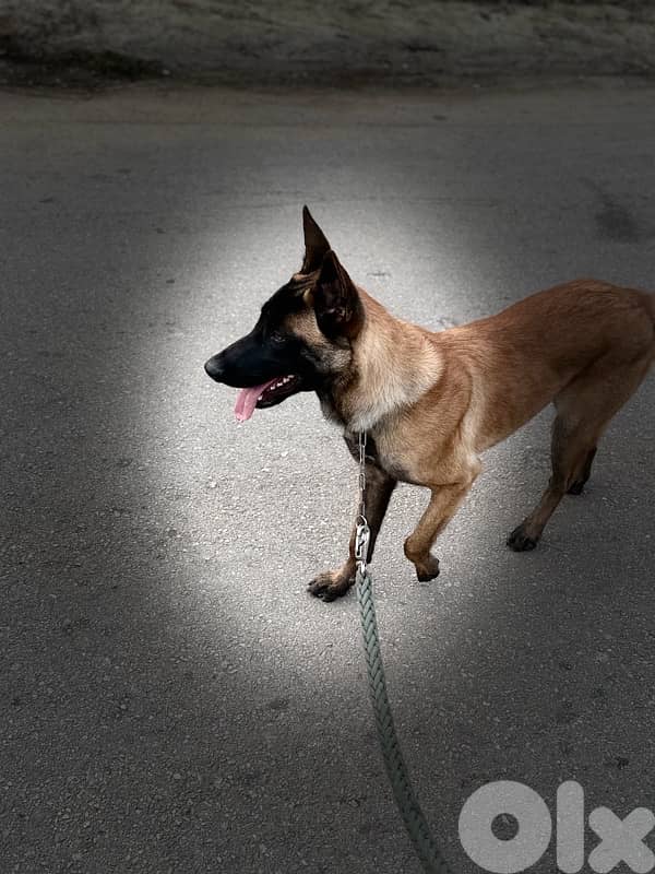 belgian malinois 3
