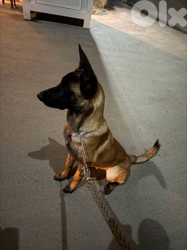 belgian malinois 4
