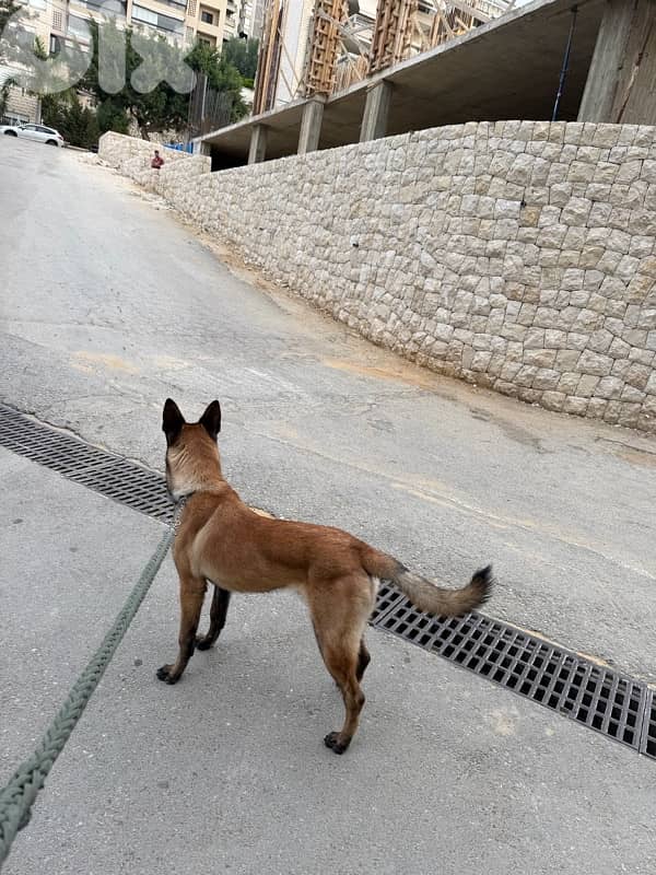 belgian malinois 5