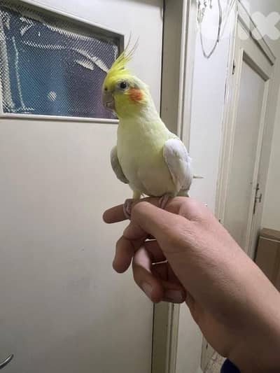 عصفور كروان لاتينو سوبررر ترويض