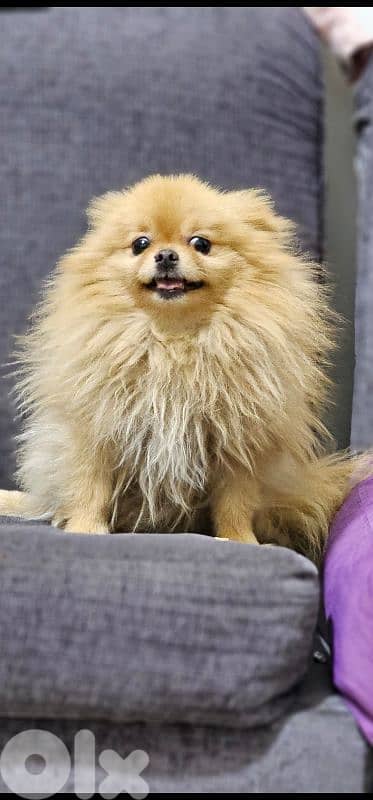 pomeranian