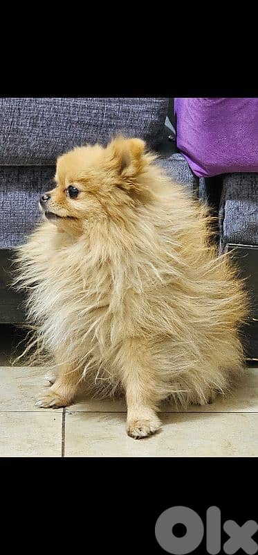 pomeranian 1