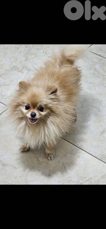 pomeranian 2