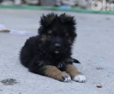 PEDIGREE GERMAN SHEPHERD