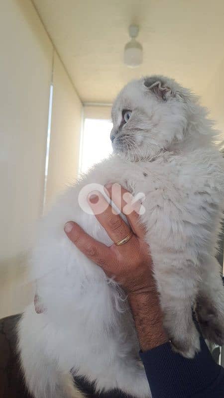 scotech persian for sale 1