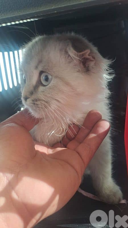 scotech persian for sale 2