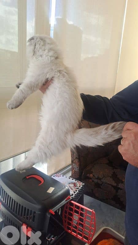 scotech persian for sale 3