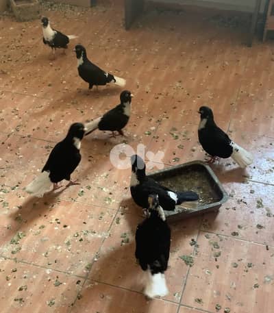 طيور مازونية للبيع بسعر لقطة