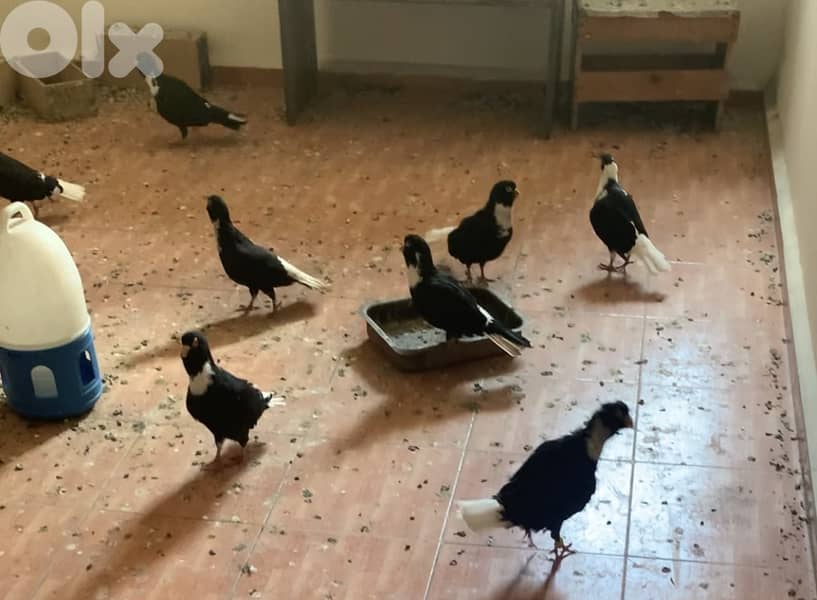 طيور مازونية للبيع بسعر لقطة 1