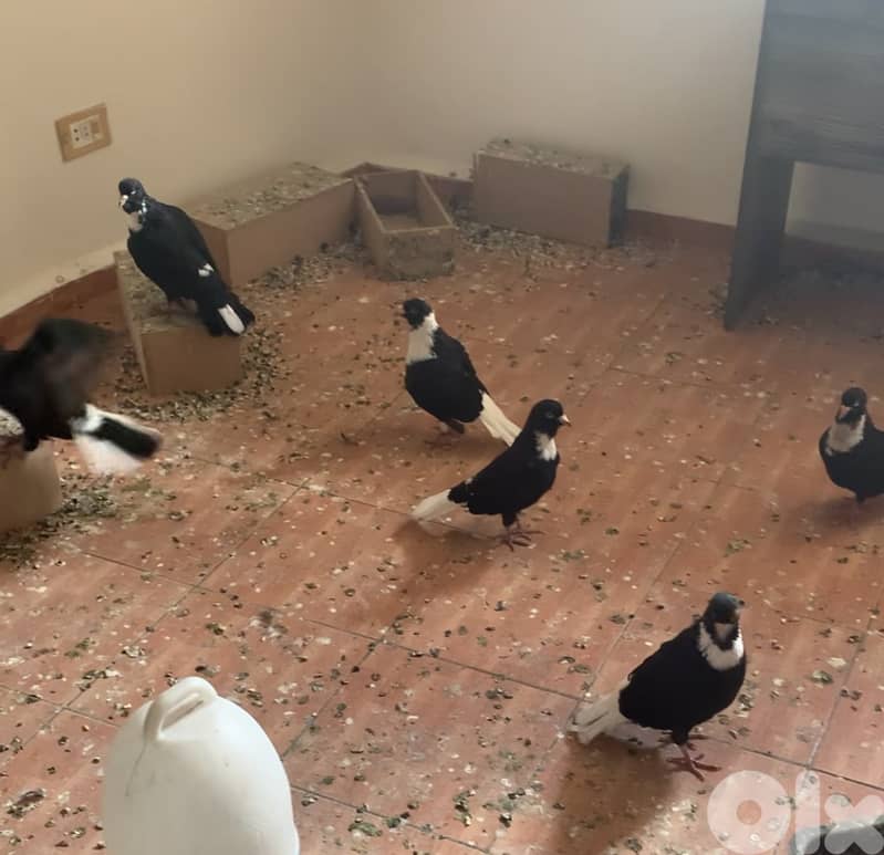 طيور مازونية للبيع بسعر لقطة 2