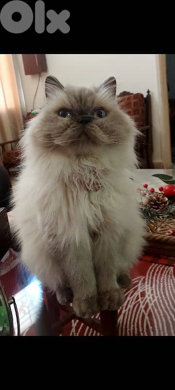 Female Himalayan for adoption