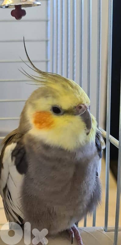 كروان بالغ بكل صحته، غير مروض، له صوت جميل