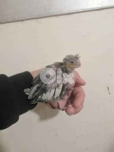 كروان تزقيم كروان مروض مفطوم روز تزقيـــم