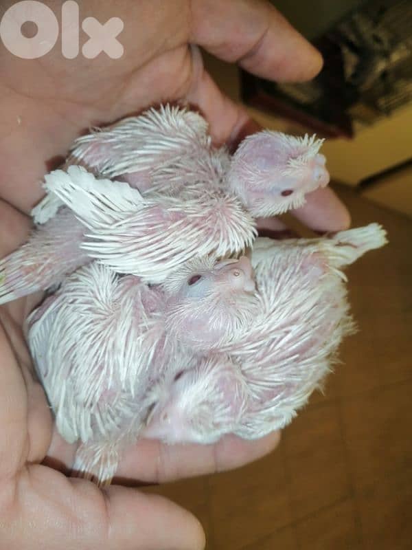 كروان تزقيم كروان مروض مفطوم روز تزقيـــم 1