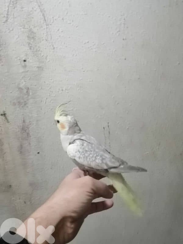 كروان تزقيم كروان مروض مفطوم روز تزقيـــم 3