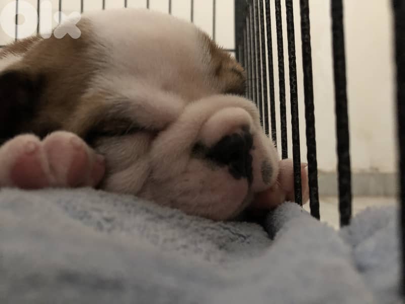English Bulldog 3