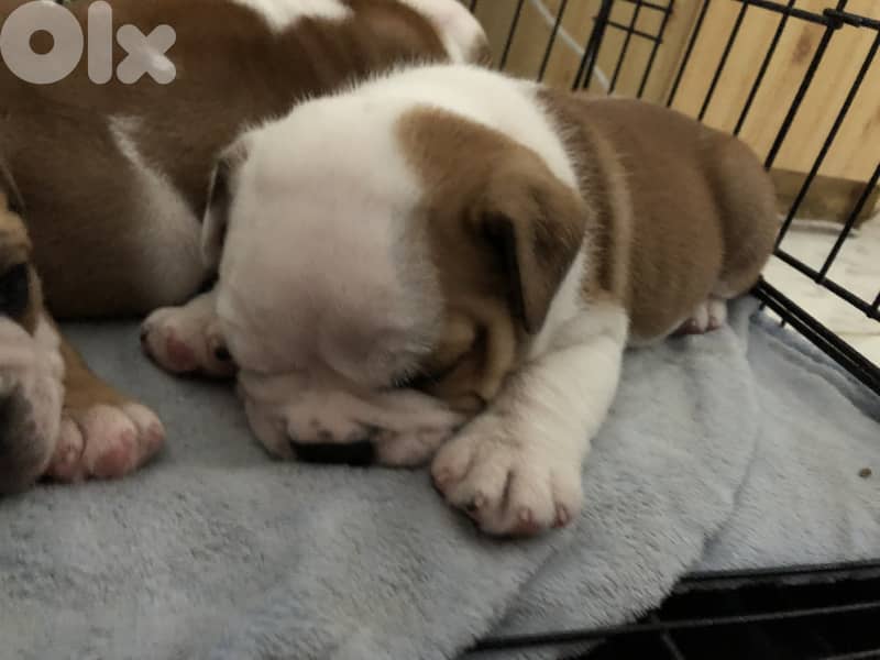 English Bulldog 6