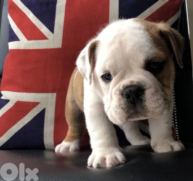 English Bulldog 8