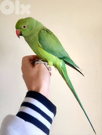 Friendly Tamed Indian Ringneck Parrot ببغاء دره هندي اليف