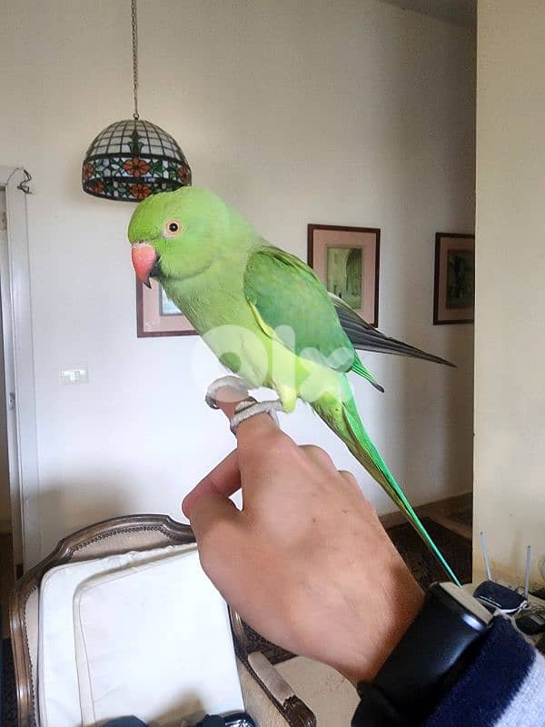 Friendly Tamed Indian Ringneck Parrot ببغاء دره هندي اليف 1