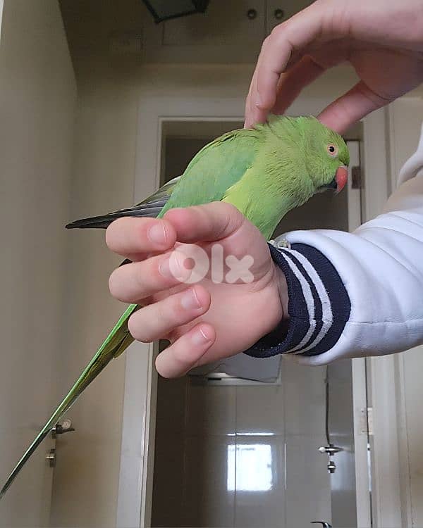 Friendly Tamed Indian Ringneck Parrot ببغاء دره هندي اليف 2