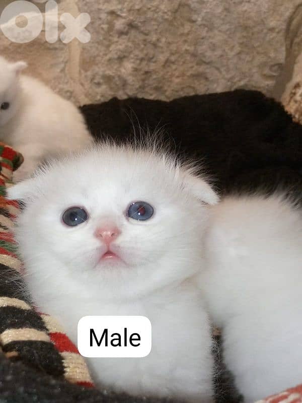 Scottish fold 3