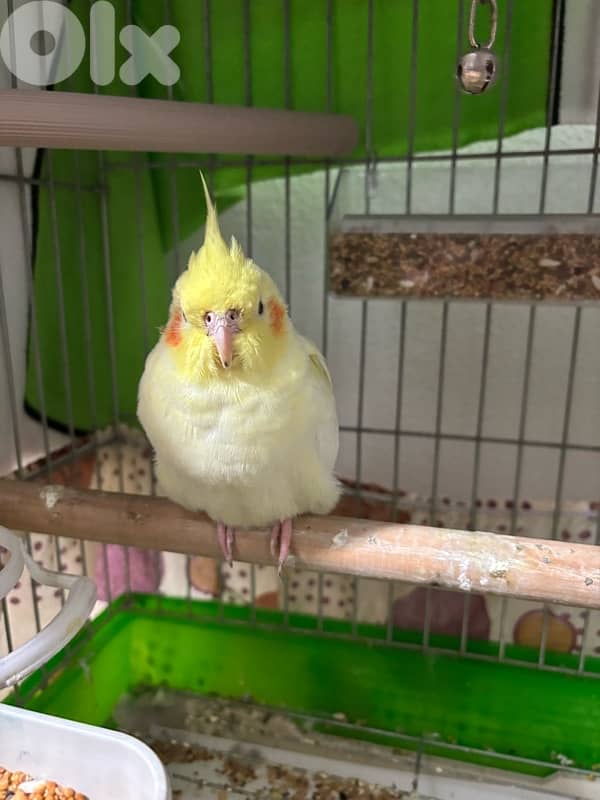 عصفور كوكتيل مروض لاتيني عمر ٦ اشهر 3