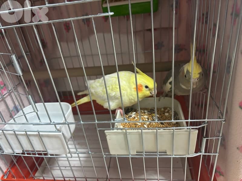 عصفور كوكتيل مروض لاتيني عمر ٦ اشهر 4