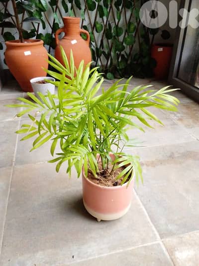 نخيل الصالون – Chamaedorea elegans