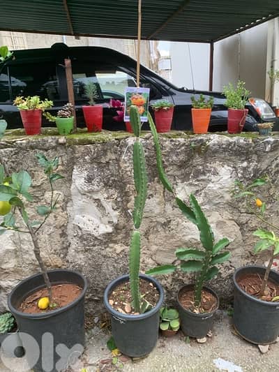 rainbow dragon fruit seedlings