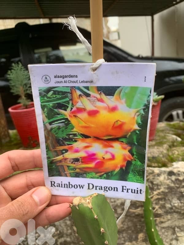rainbow dragon fruit seedlings 1