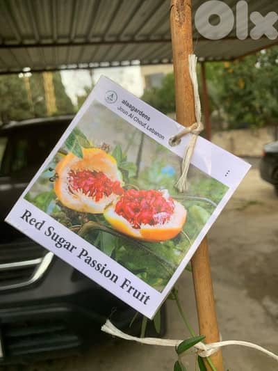 red sugar passion fruit seedlings