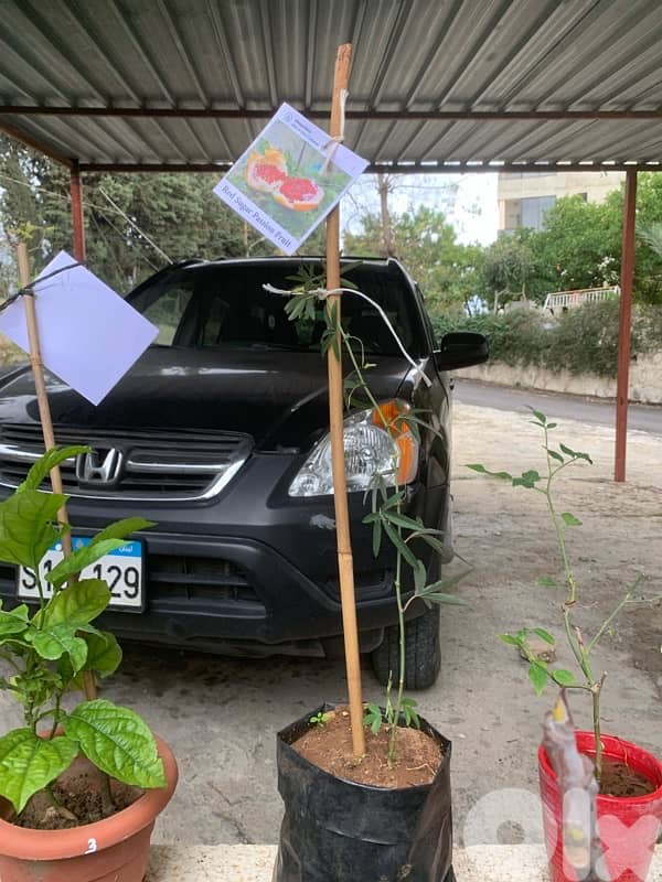 red sugar passion fruit seedlings 1