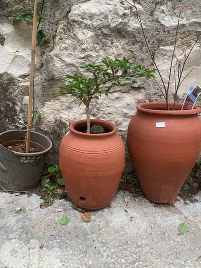 baby gardenia seedlings