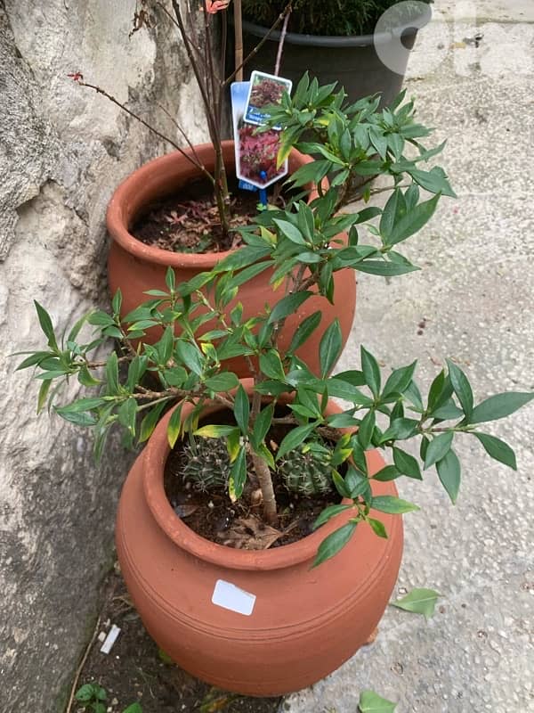 baby gardenia seedlings 1