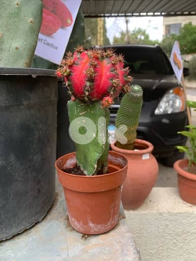 colored cactus seedlings
